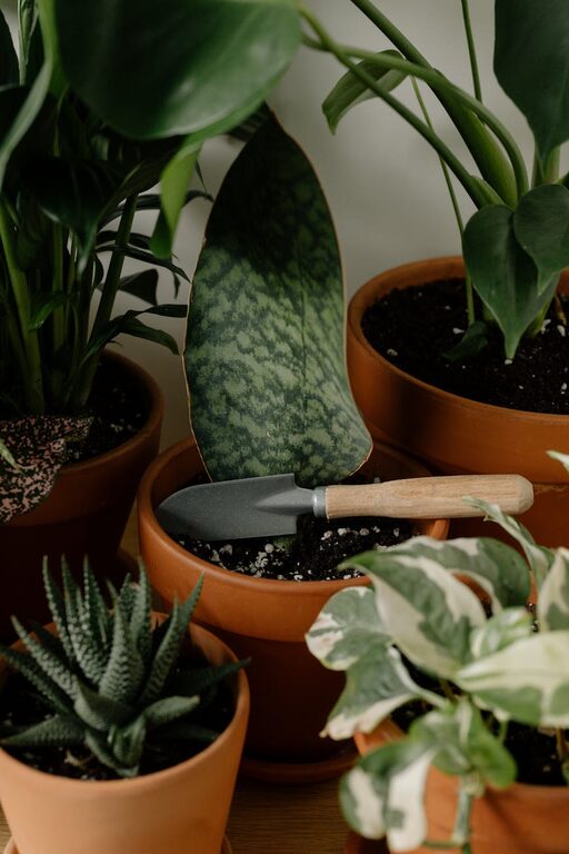 Consejos prácticos para mantener plantas de interior saludables y bonitas